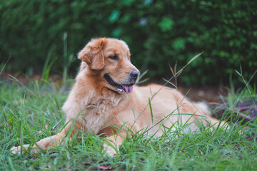 Obraz premium golden retriever on the grass