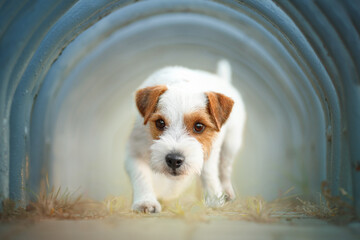 parson russell terrier dogs in blue tube - obrazy, fototapety, plakaty