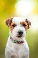 parson russell terrier dog in nature