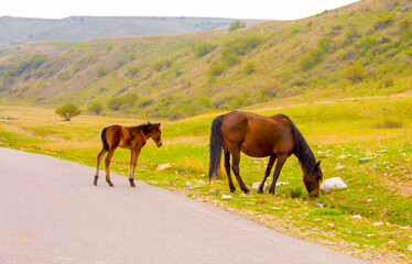 Horses gallop over mountains and hills. A herd of horses grazes in the autumn meadow. Livestock concept, with place for text.