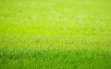 Fototapeta na wymiar Grass green juicy and fresh texture as background