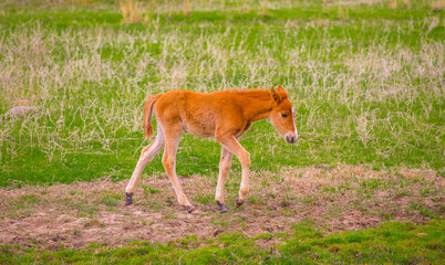Obraz premium Horses gallop over mountains and hills. A herd of horses grazes in the autumn meadow. Livestock concept, with place for text.