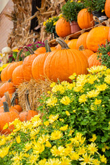 Autumn decoration with pumpkins and autumn flowers on the farm. Sales of pumpkins 