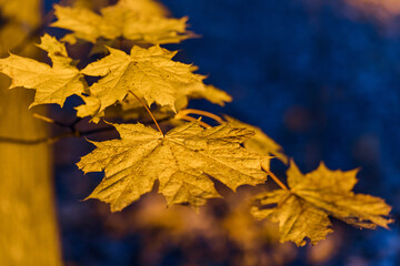 Fototapeta premium Maple yellow leaf autumn sunset tree. Blurred blue background cold light. Space for text