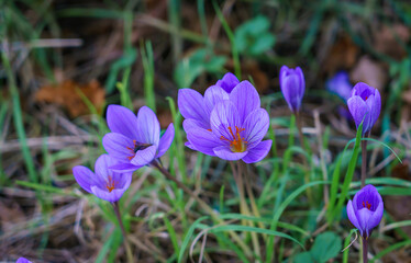close up of a beautiful rich violet flowering Crocus speciosus (Conqueror) with blurred background