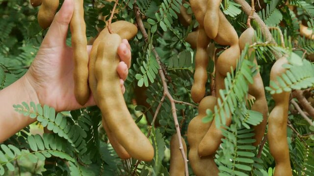 Hand holding green tamarind in garden