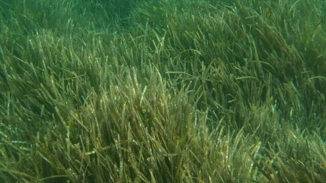 Underwater Posidonia Oceanica sea grass seen waving and flowing in the mediterranean sea waves with clear blue water. Meadows of this algae are important for the ecosystem and for the marine environme