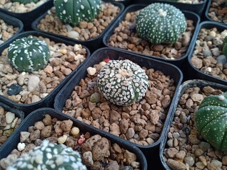 Small cactus in the garden