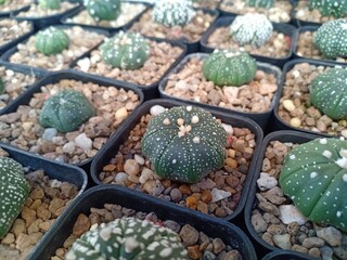 Small cactus in the garden