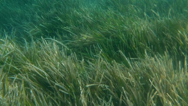 Underwater Posidonia Oceanica sea grass seen waving and flowing in the mediterranean sea waves with clear blue water. Meadows of this algae are important for the ecosystem and for the marine environme