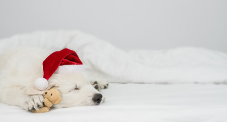 White Swiss shepherd puppy wearing red christmas hat sleeps with favorite toy bear under white warm blanket on a bed at home. Empty space for text