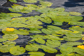 Water lily leaves and yellow water lily bond lily flowers. Photographed during a sunny day in lake. Clouds reflecting from the surface of the bond