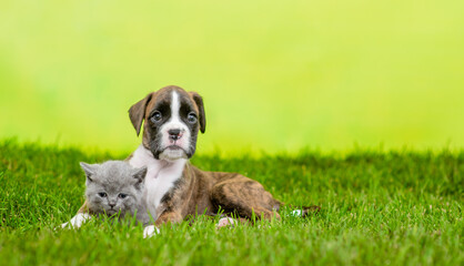 German boxer puppy hugs kitten on green summer grass. Empty space for text