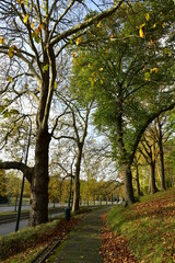 Beauté de l'automne le long d'un des chemin du parc Parmentier le long de l'avenue de Tervuren à Woluwe-St-Pierre 