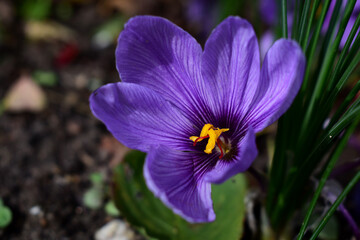 Safran Bl&uuml;te mit Crocus sativus Staubgef&auml;&szlig;en Reife im Herbst