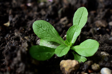 Vogerlsalat, Rapunzel auf nackter Erde im Garten ernte reif