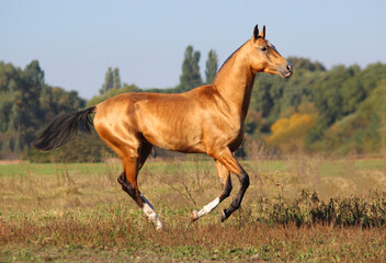 Naklejka na ściany i meble golden horse with metallic shine runs