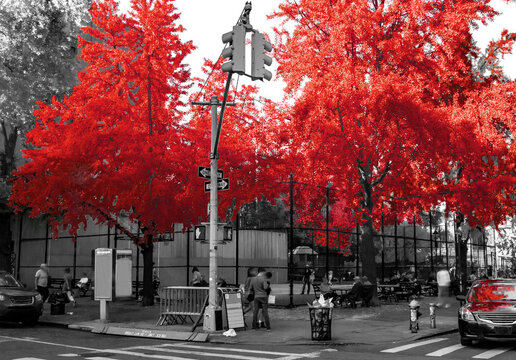 Fototapeta Colorful red fall trees in black and white landscape scene in the Soho neighborhood of New York City