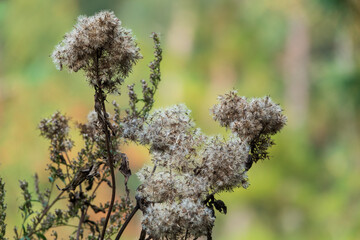 Anblick einer vertrockneten Goldrute im Herbst