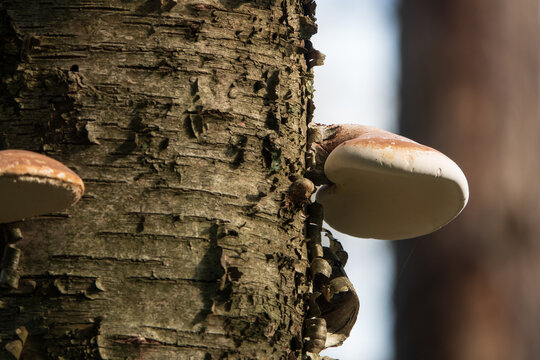 gro&szlig;e Baumpilze an einem Stamm / Zunderschwamm