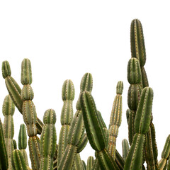 Cardon cactus isolated on a white background