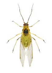 Cannabis Aphid, Phorodon cannabis (Hemiptera: Aphididae) isolated on a white background