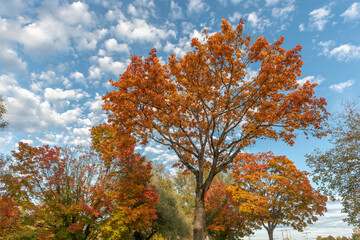 Fototapeta na wymiar Colorful trees in autumn with red and orange leaves.