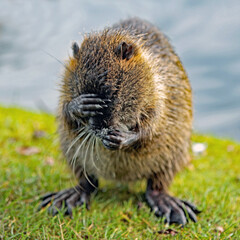 Nutria putzt sich