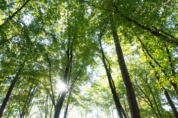 Sonnenstrahlen durch Baumwipfel, Herbstidyll