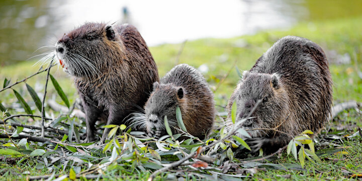 Nutria-Familie