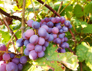 a bunch of grapes among the leaves grows in the garden. the harvest is ripe. gardening, cultivation, vineyard.