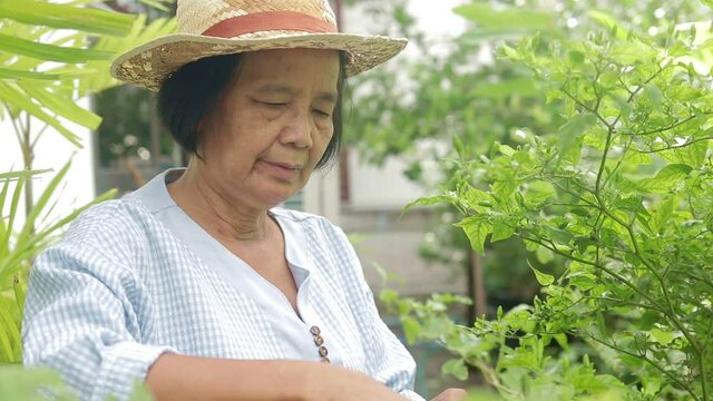 happy asian elderly woman Gardening and growing edible vegetables at home She is picking vegetables for cooking. Social distance to prevent covid-19. Elderly health care concept retirement life