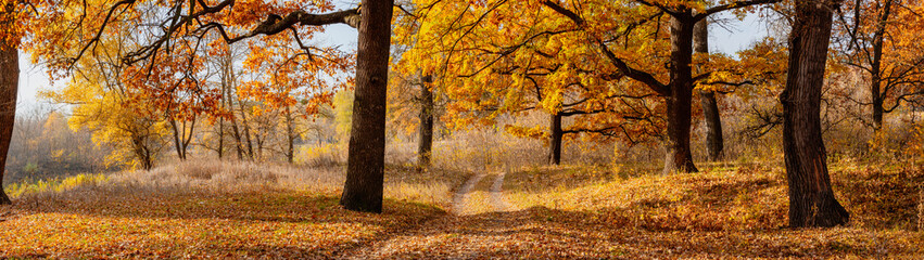 Autumn landscape old oaks with yellow leaves in the park banner panoramic