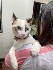 cat