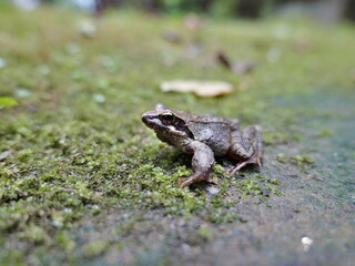 苔の上のカエル