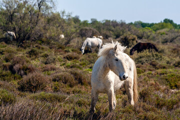 Obraz na płótnie Canvas wild horses from the Camargue marshes in the Rhone Delta, France