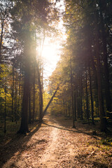 Sunny autumnal day in forest landscape. Trees, pathway and sunlight