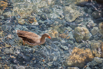 Brown Duck. Isolated. Ocean background.Single duck swimming in the Mediterranean Sea with crystal waters in the background. Copy Space.