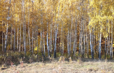 beautiful scene with birches in yellow autumn birch forest in october among other birches in birch grove
