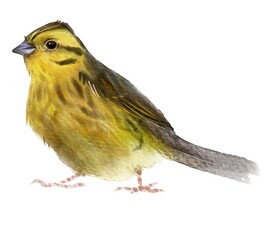 Yellowhammer, bird, watercolor drawing, digital illustration, animal.