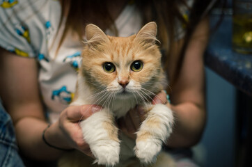 a red-haired cat with beautiful eyes in the hands of a girl