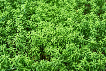 small plantation of flax (Linum usitatissimum) still in green bud
selective focus