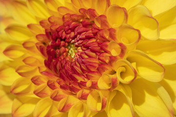 Macro of a yellow dahlia blossom with red petals in the center. Focus in the middle.