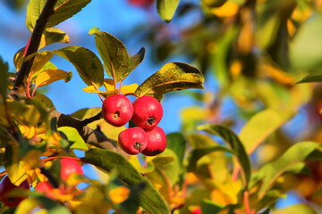 Paradise apples on a branch