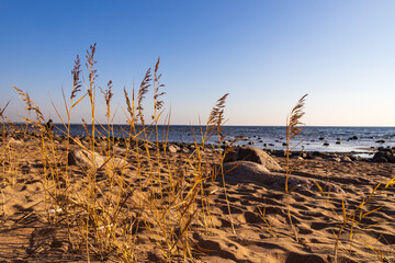 Coast of the Gulf of Finland in St. Petersburg