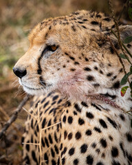 Guépard dans les plaines du Serengeti, en Tanzanie, Afrique, carnivore, félin, safari.