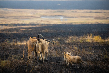 Lionne dans le parc du Serengeti en Tanzanie, safari, Afrique, prédateurs, prédatrices, chasse, félin, carnivore.