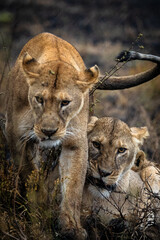 Lionne dans le parc du Serengeti en Tanzanie, safari, Afrique, prédateurs, prédatrices, chasse, félin, carnivore.