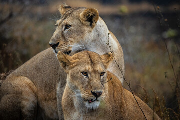 Lionne dans le parc du Serengeti en Tanzanie, safari, Afrique, prédateurs, prédatrices, chasse, félin, carnivore.