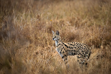 Serval dans les plaines du parc Serengeti en Tanzanie, safari, 